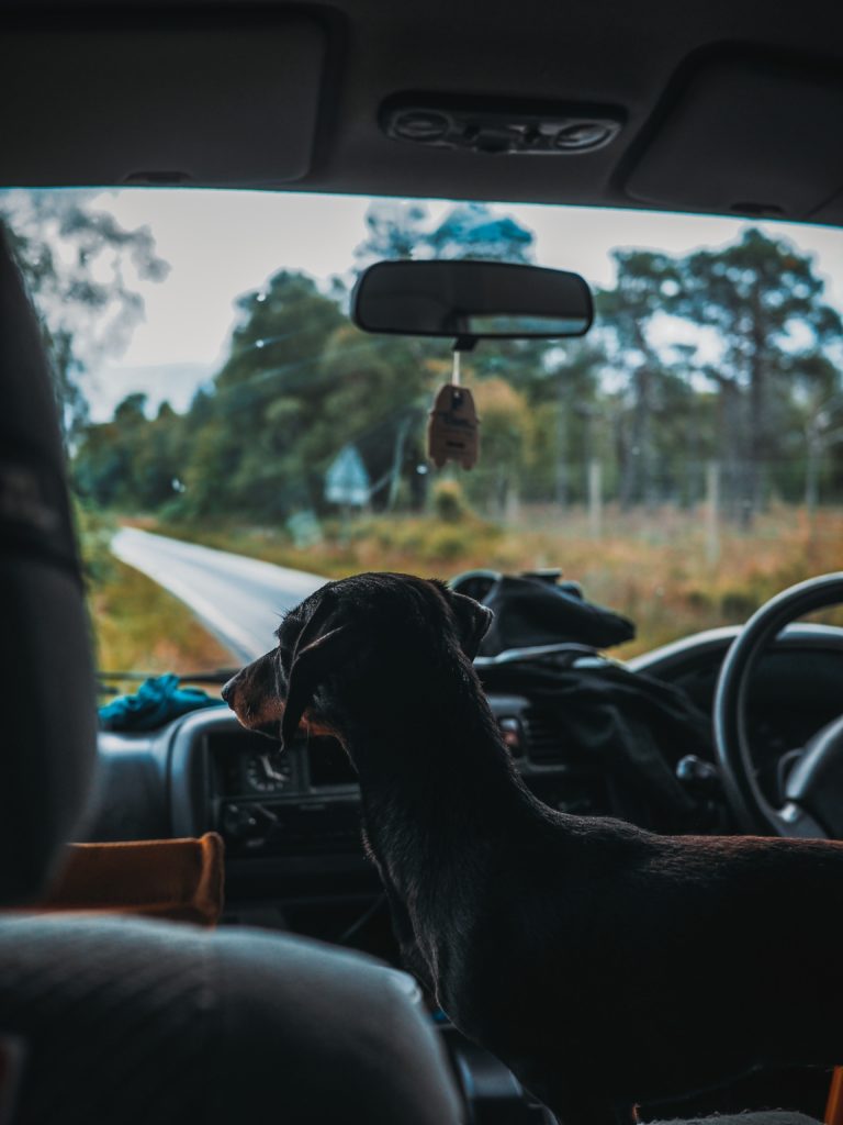 voyager en van avec son chien