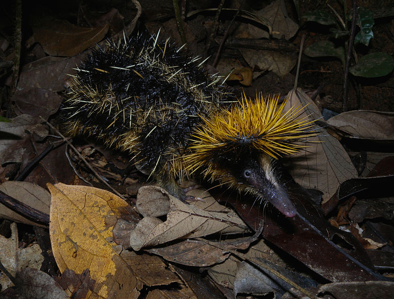 tenrec zébré