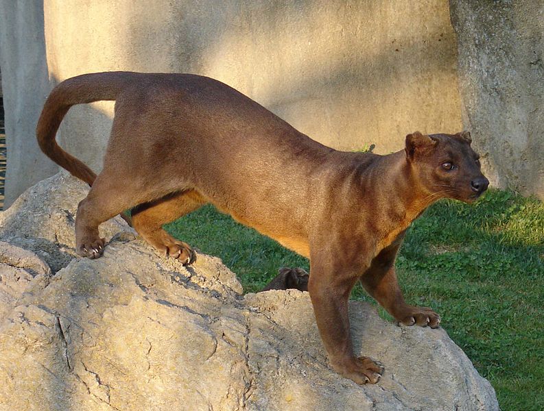 fossa