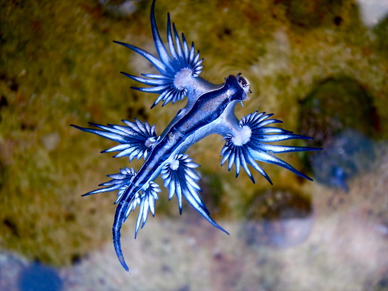 dragon bleu des mers 