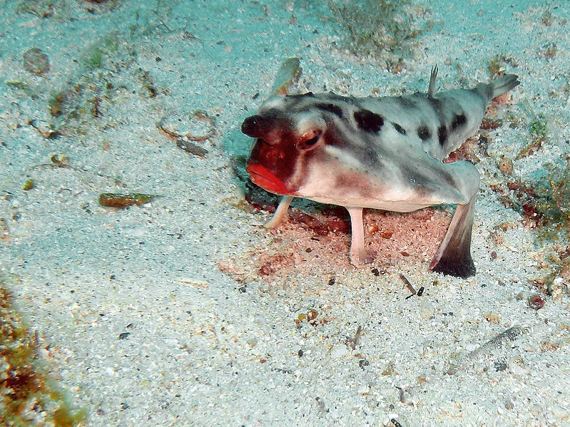 poisson chauve-souris 