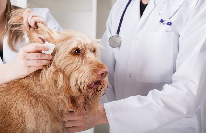 chien ayant une nettoyage d'oreille chez le vétérinaire