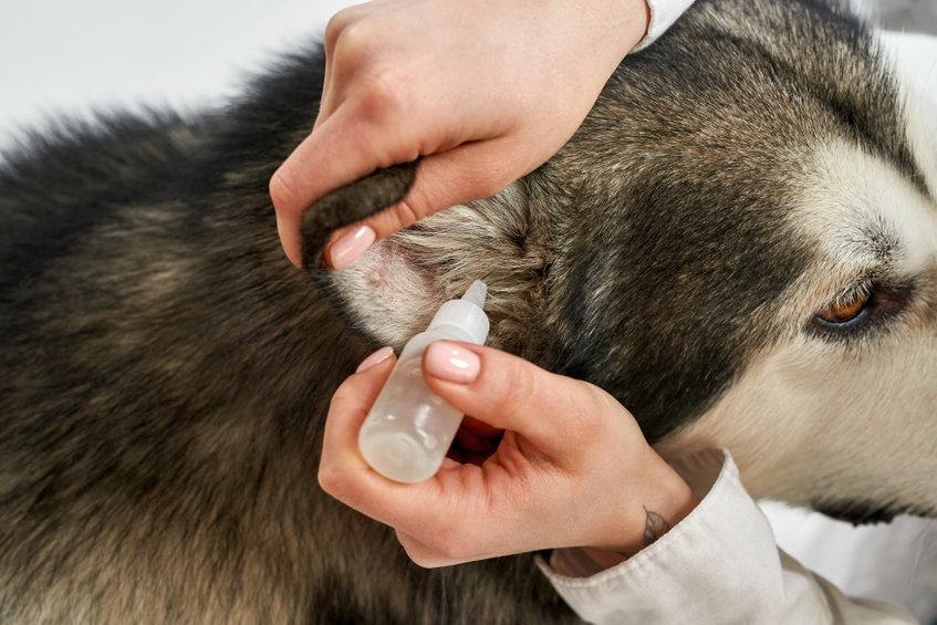 nettoyer les oreilles d'un chien