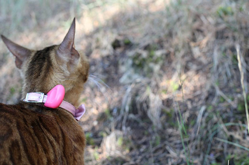 Chat avec collier GPS