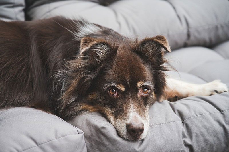 Comment enlever les poils d'animaux facilement et rapidement ? Nos astuces  simples pour une maison propre !