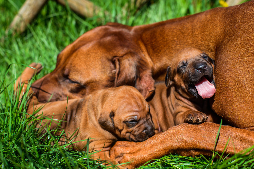 famille chien