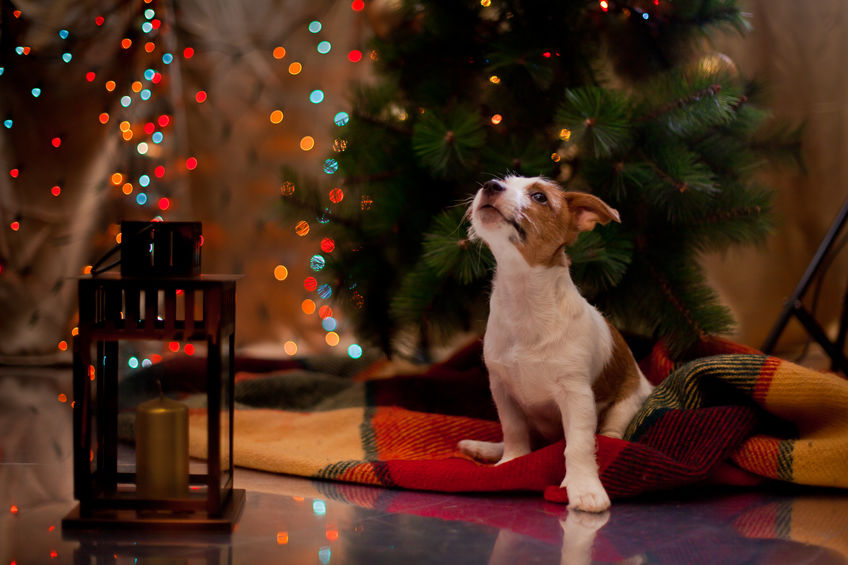 Jack Russel à noel