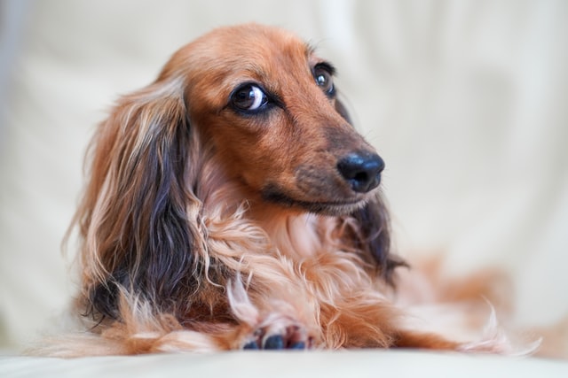 chien qui a mauvaise haleine