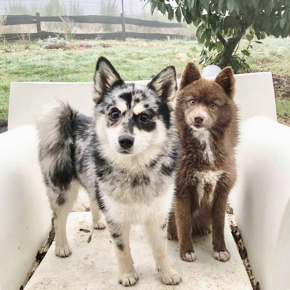 Chien de la race pomsky