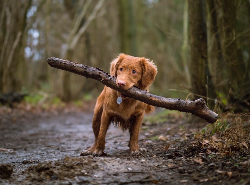 chiot qui mastique une branche