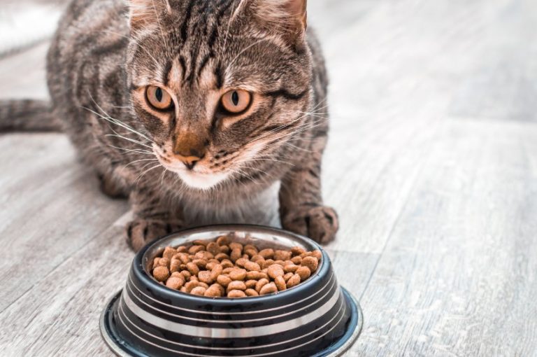 Croquette pour chat comment faire le bon choix ? Animaniacs