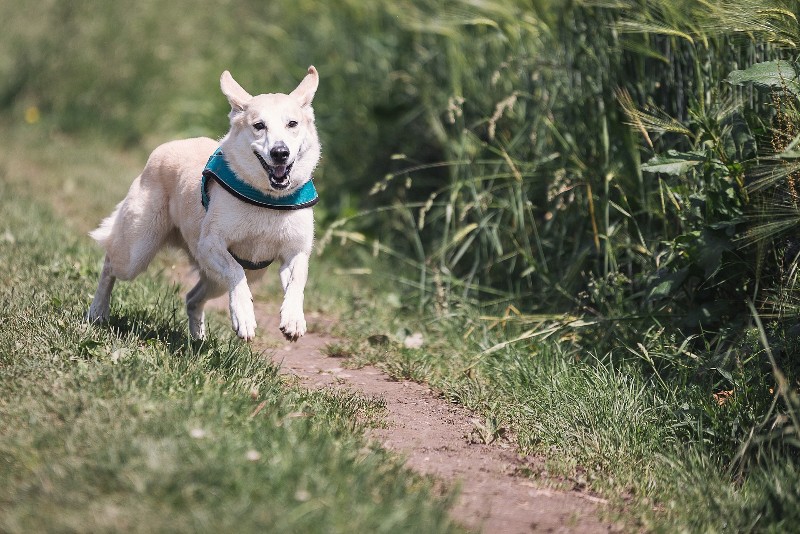 choisir un chien