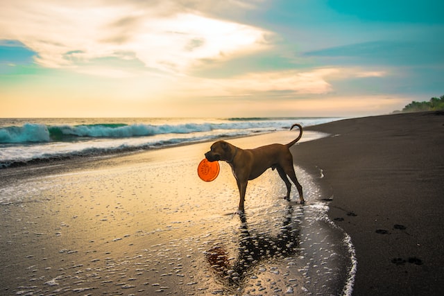 Jouets extérieur pour chien