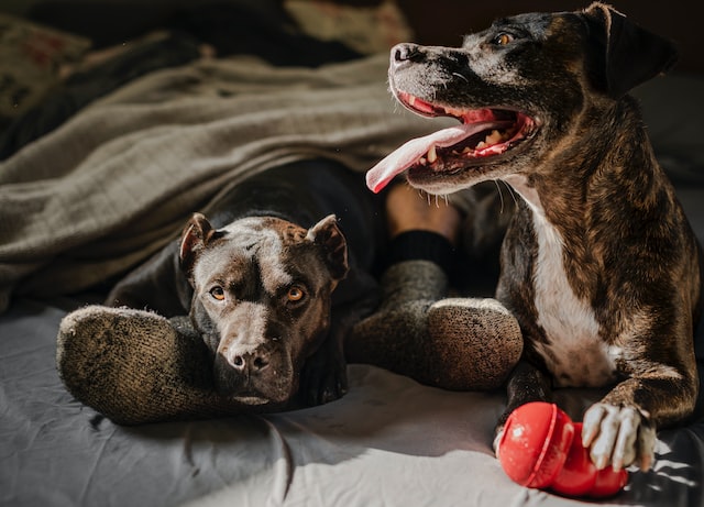 Jouet Kong pour chien