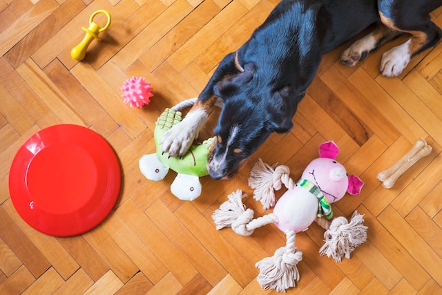 Jouets pour chiens