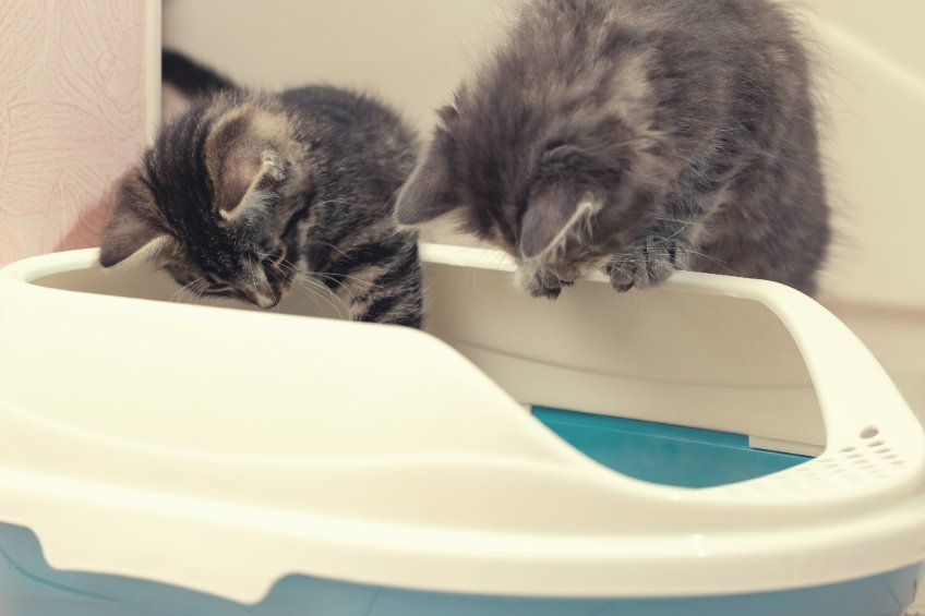 chaton dans leur bac à litière