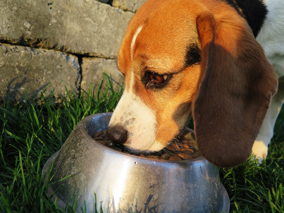 chien qui mange des croquettes