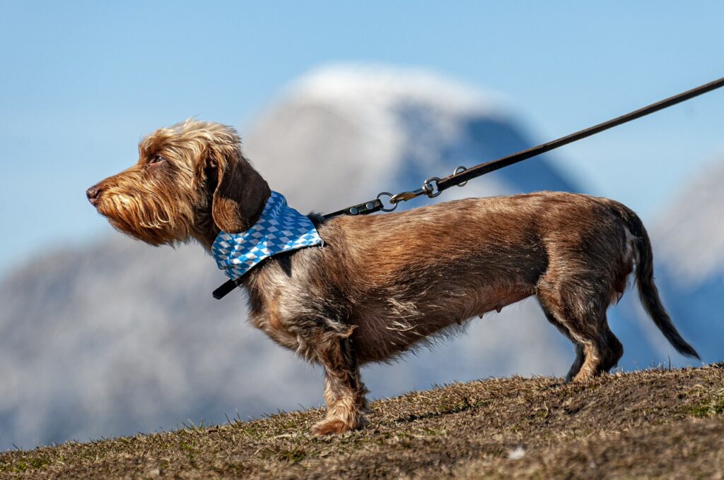 Laisse pour chien