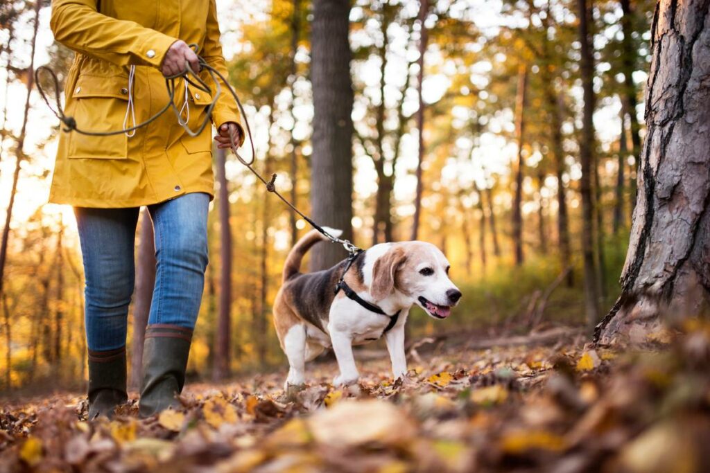 se promener avec son chien