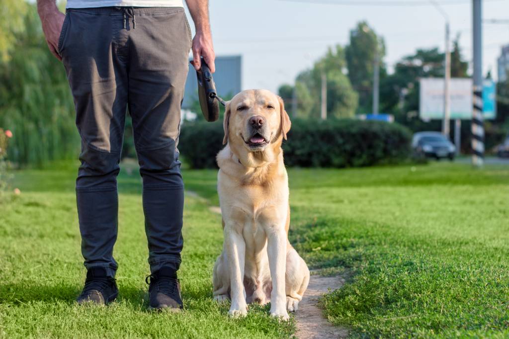 Education canine quel interet