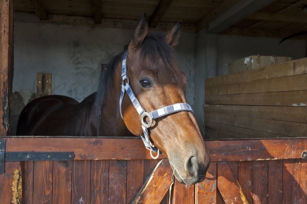 cheval dans un box