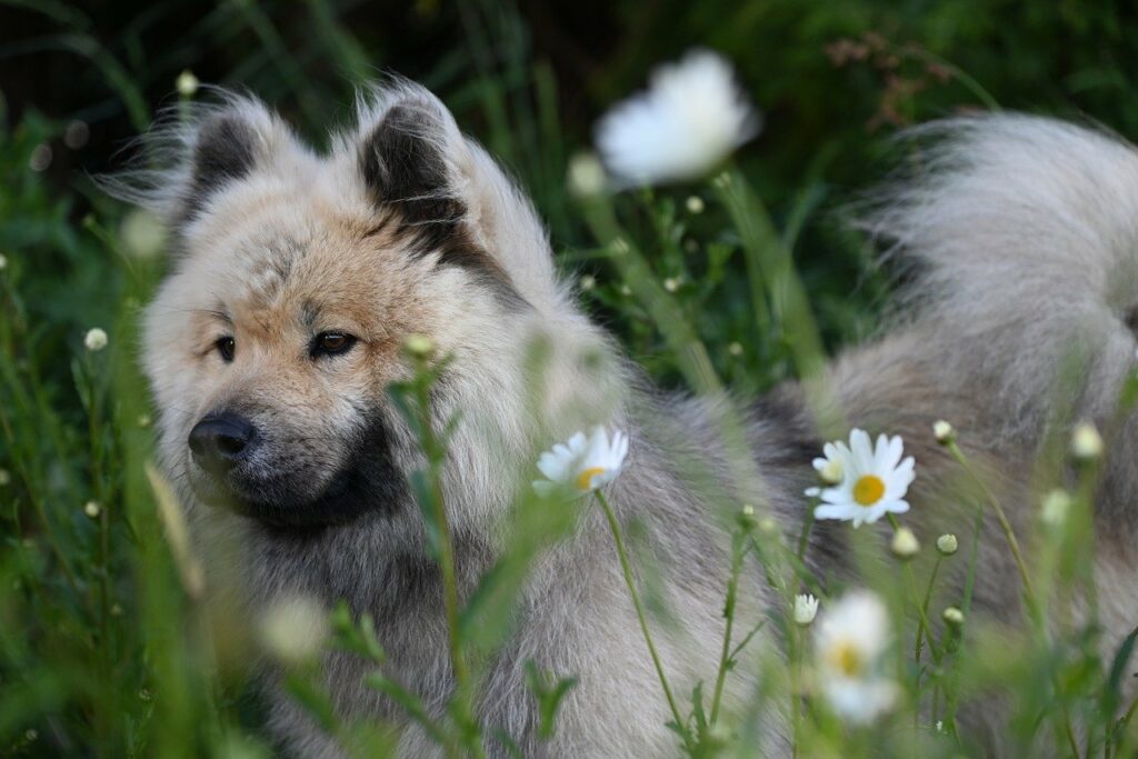 camomille pour chien