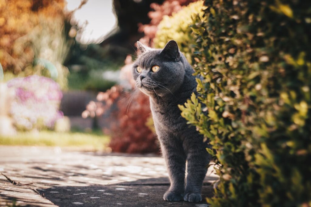 british shorthair