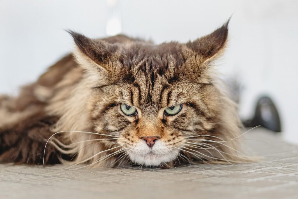 Main Coon