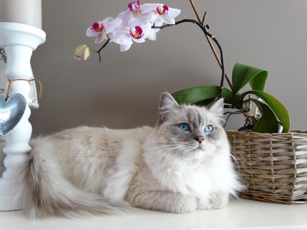 chat ragdoll