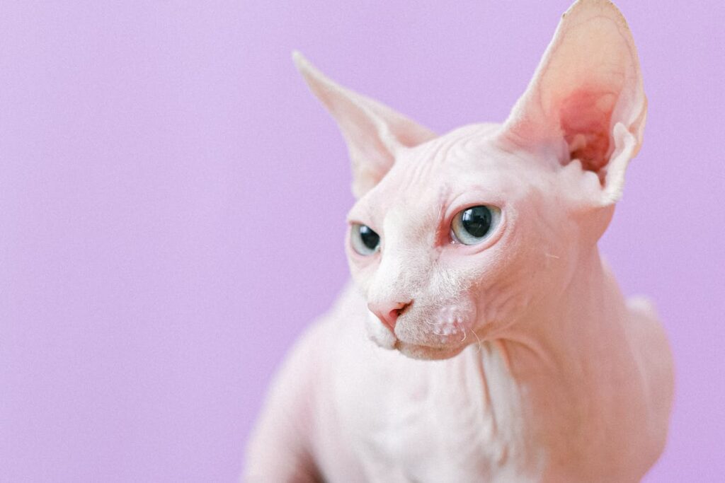 sphynx