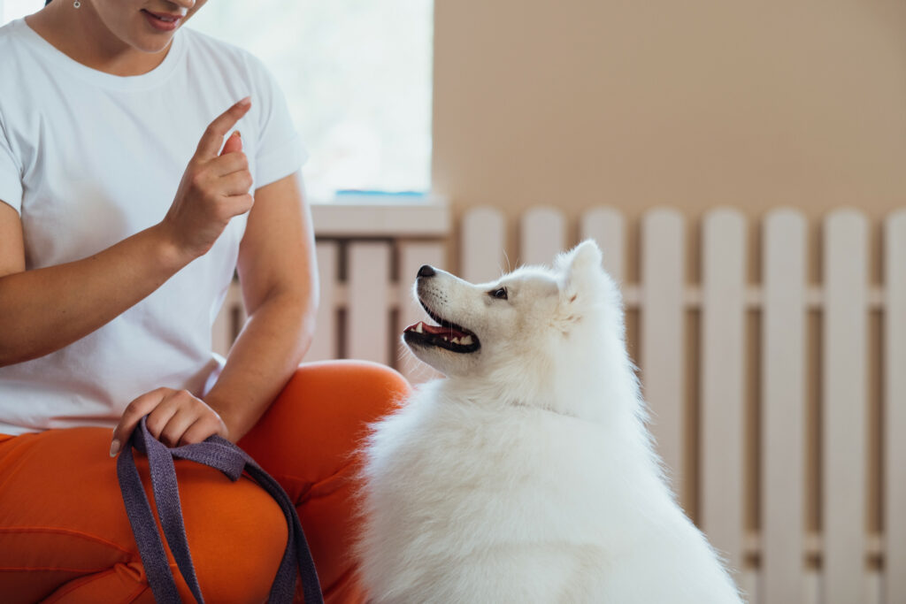 Apprentissage canin