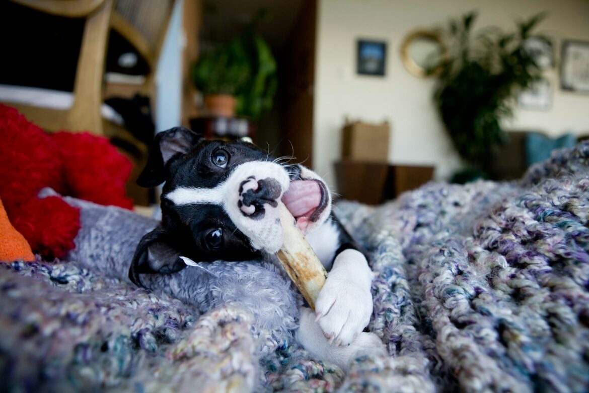 chien qui mastique