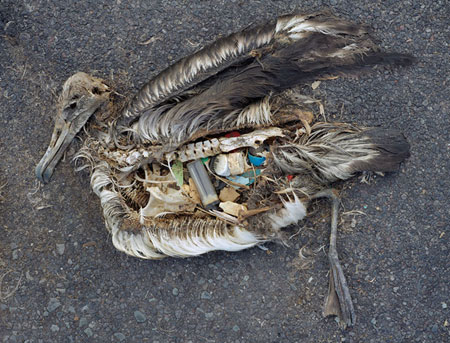 Les effets du plastique sur les oiseaux marins