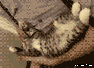 Quand mon chat... Le Tumblr des lolcats en Gifs | Animaniacs