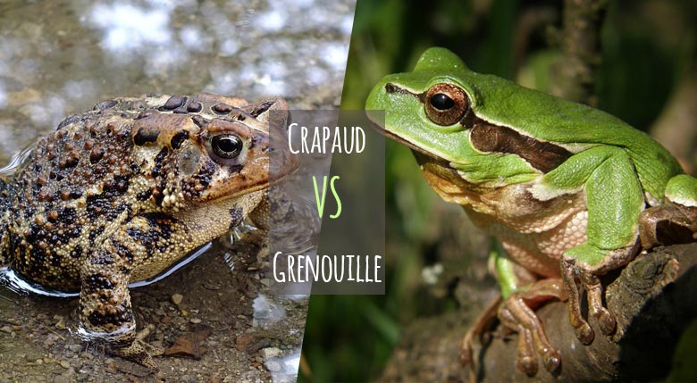 Crapaud VS Grenouille