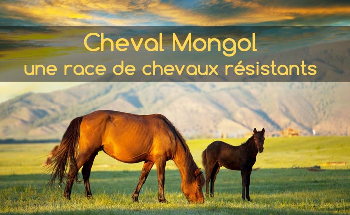 Cheval Mongol