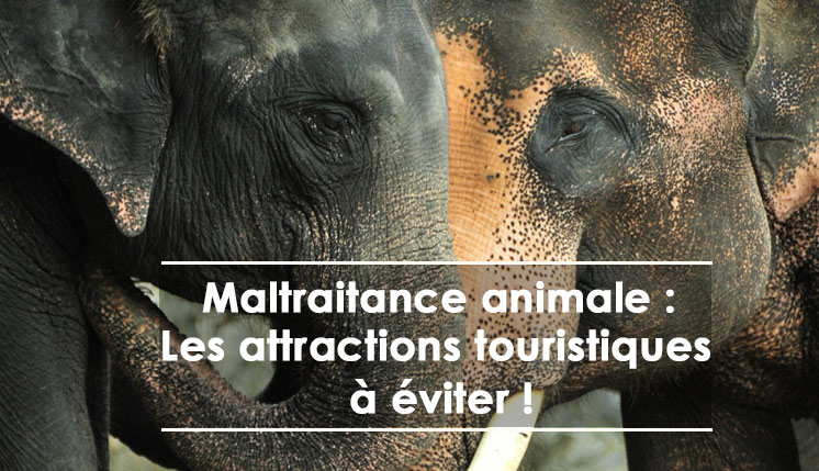 maltraitance animale : les aatractions touristiques à éviter