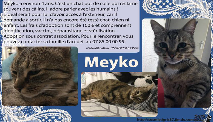 Meyko chat à l'adoption