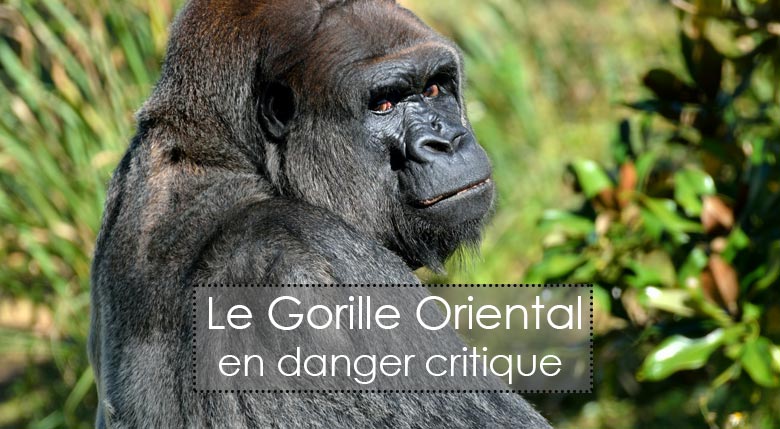 Gorille oriental en danger d'extinction
