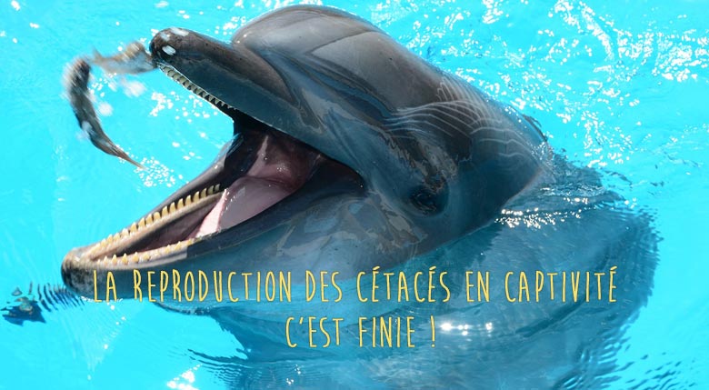 reproduction des dauphins en captivite finie
