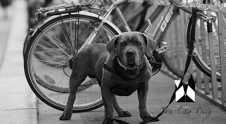 the city dog conciergerie pour animaux