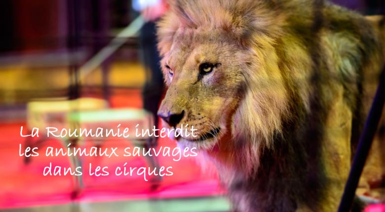 cirque animaux sauvages