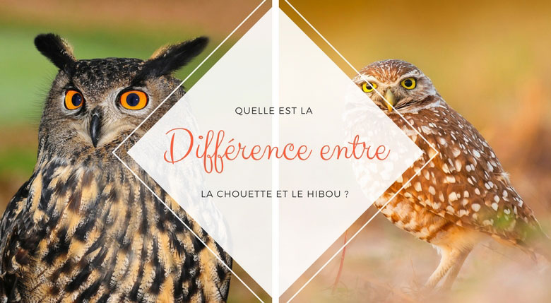 différence chouette hibou