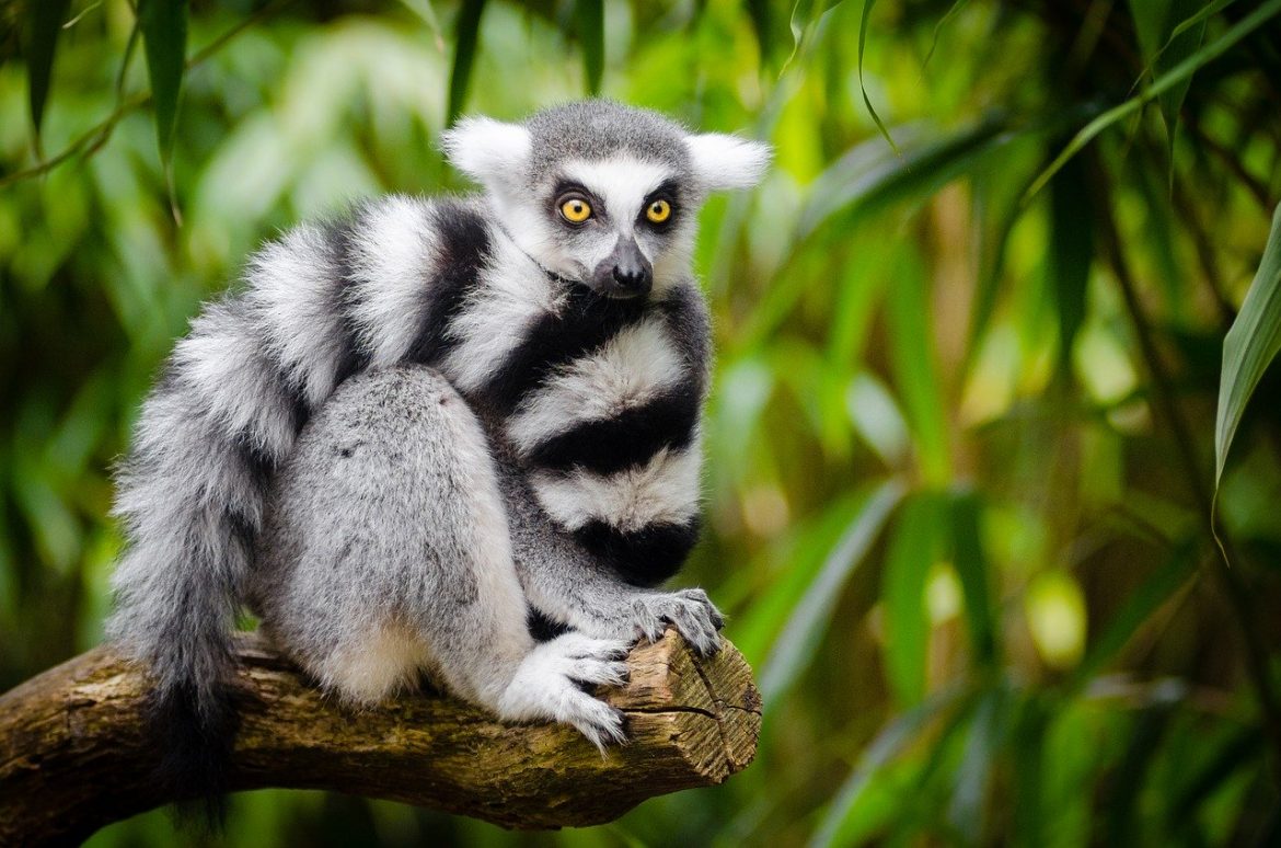 Disparition animaux sauvages