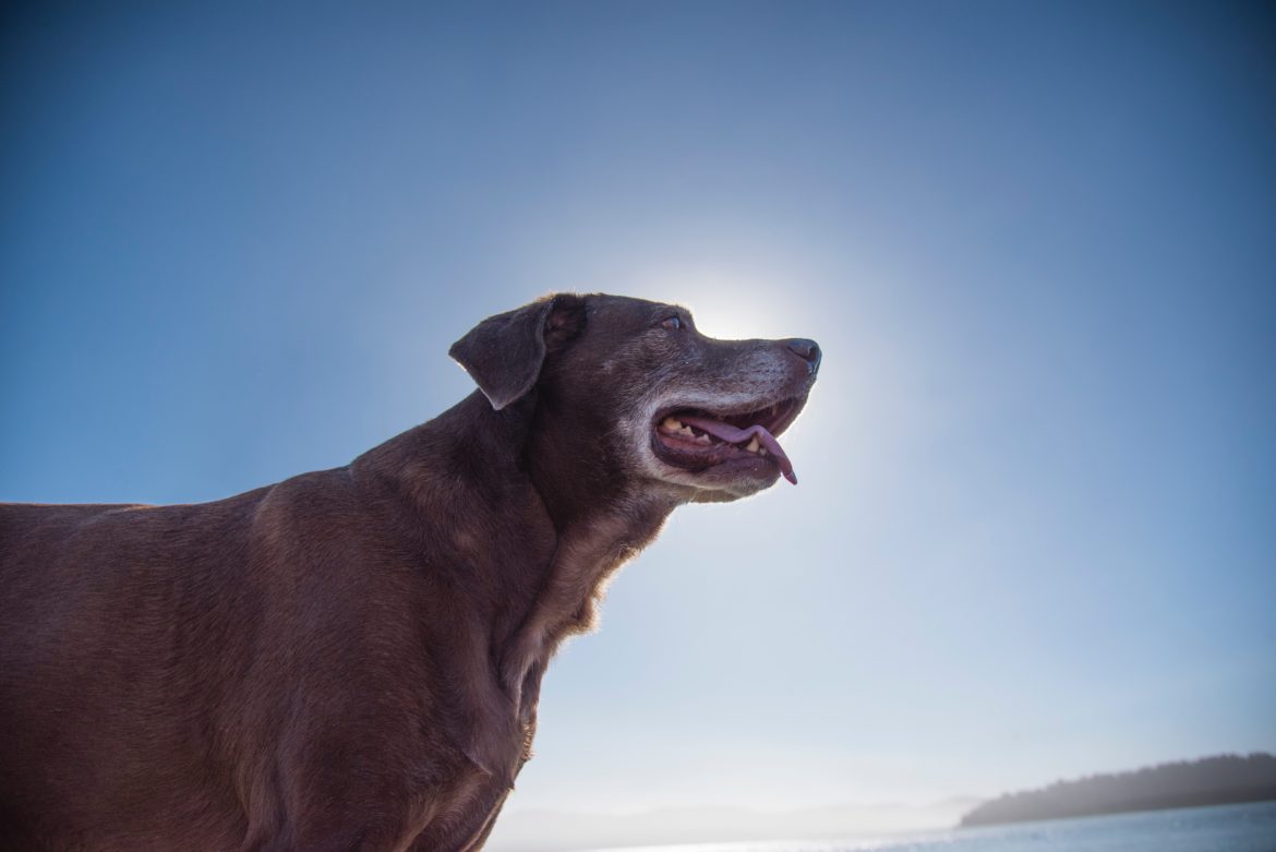 Chien souffrant d'arthrose