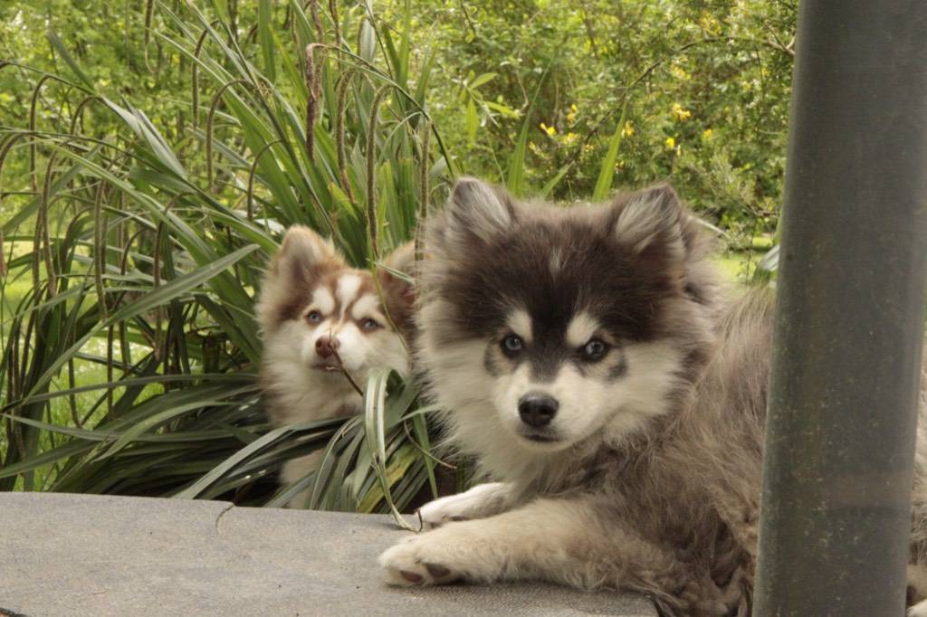 Chien pomsky