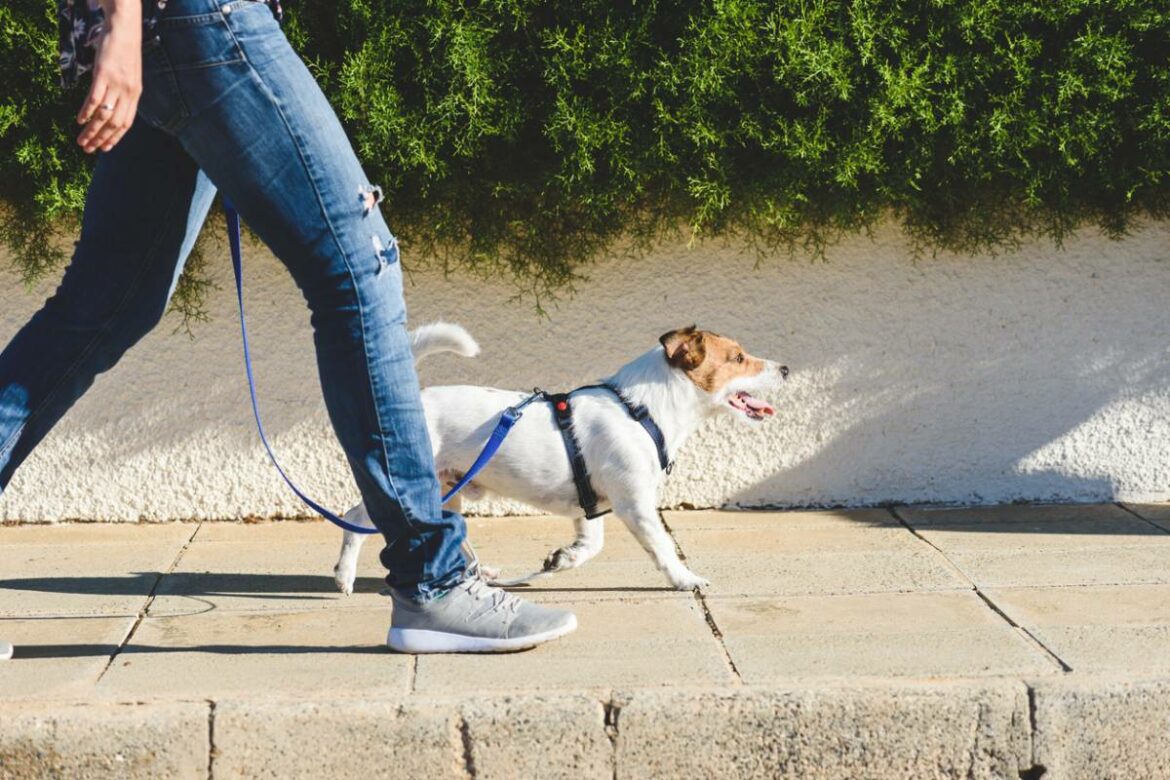 itinéraire pour se promener avec son chien