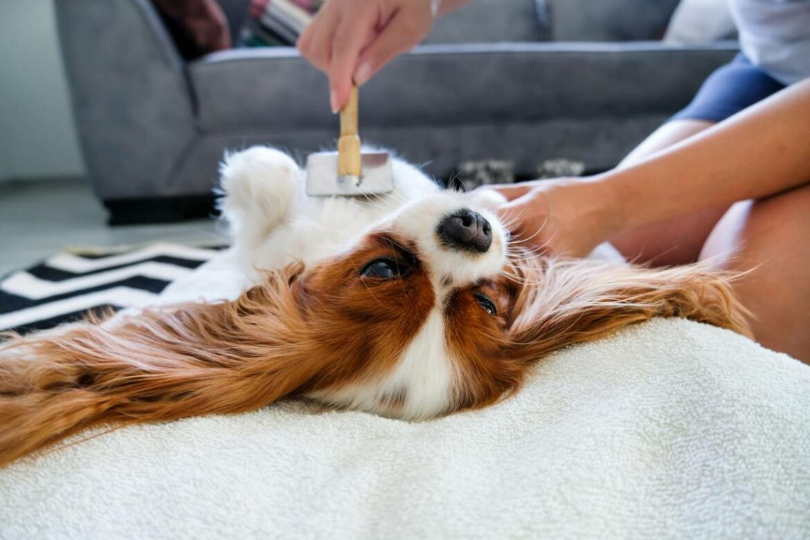 Entretenir le pelage de son chien