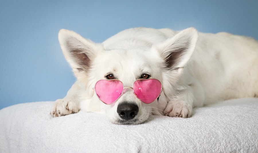 Accessoire pour chien - Chien avec des lunettes
