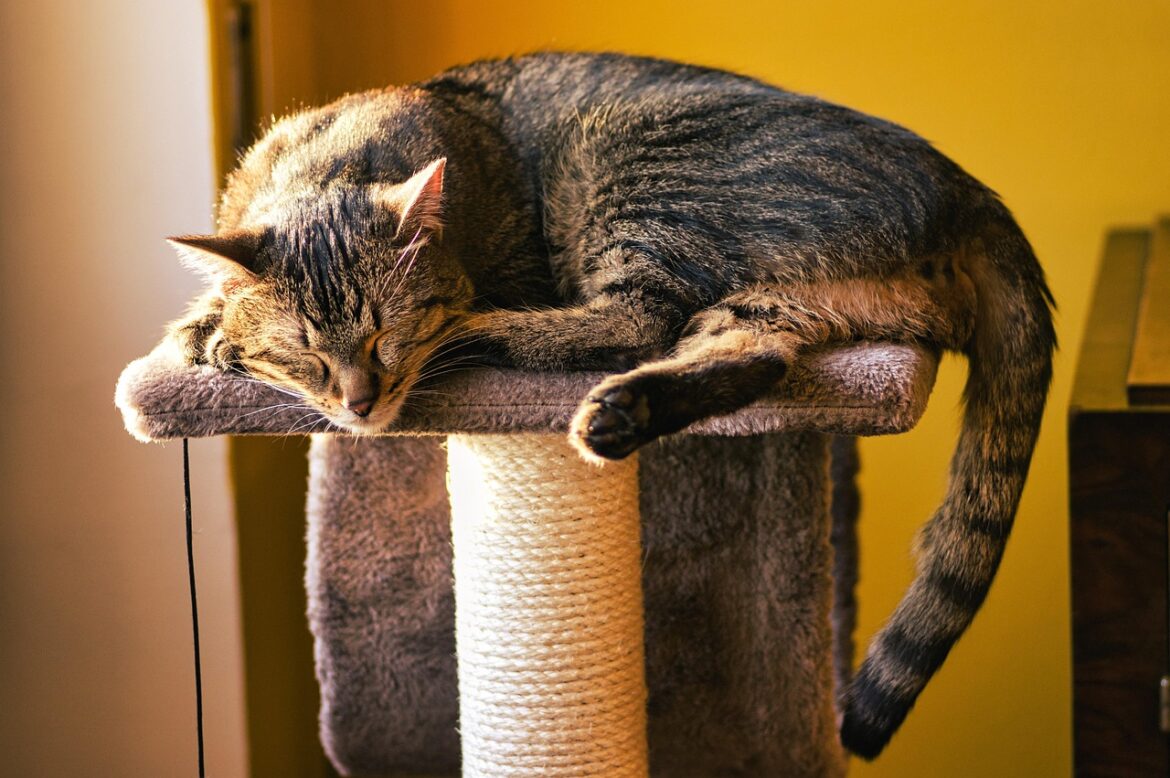Chat qui dort sur un arbre à chat